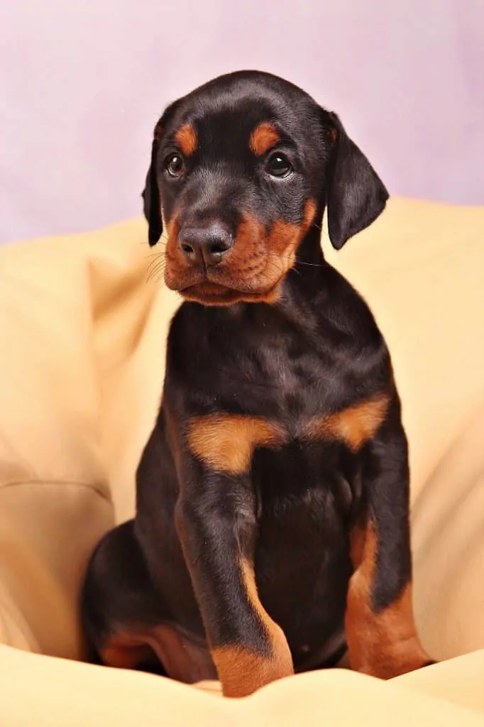 Pic 9 a Doberman Puppy