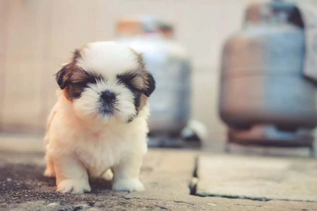 Pic 9 a brown and white newborn shih poo