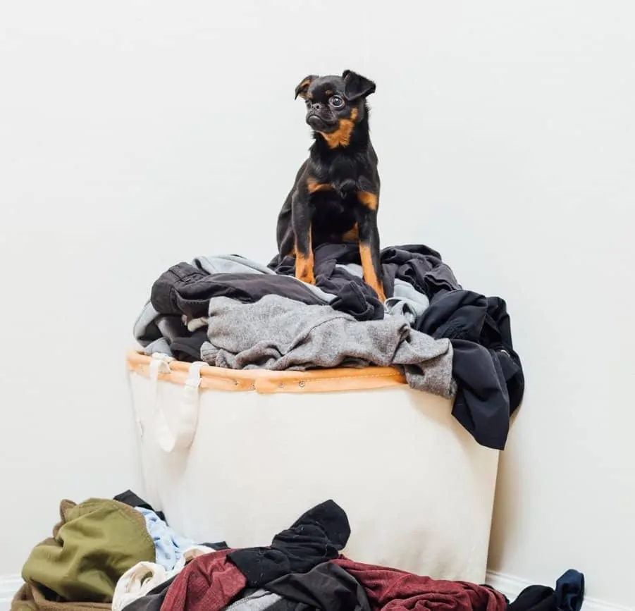 Pic 9 a brussels griffon on laundry