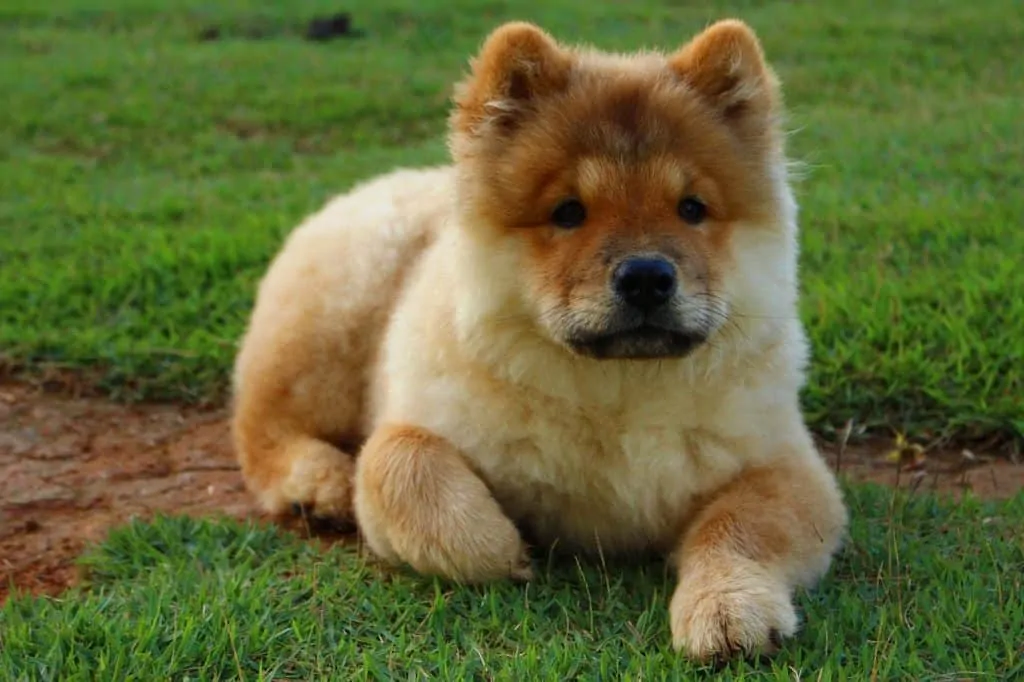 Pic 9 a chow chow