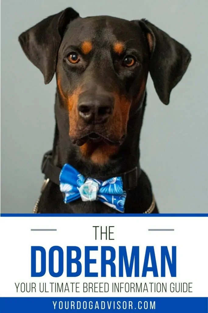 The Doberman canva 2