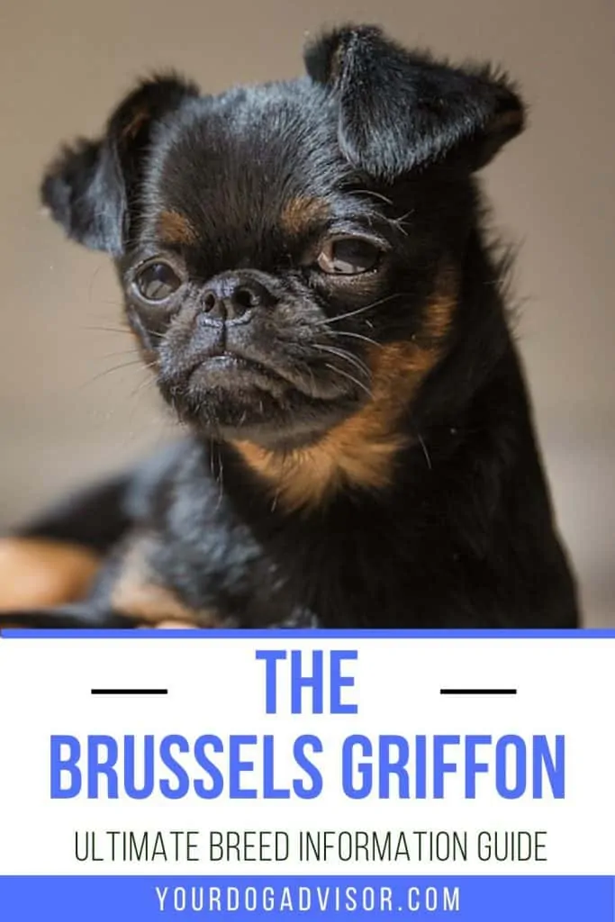 brussels griffon 1