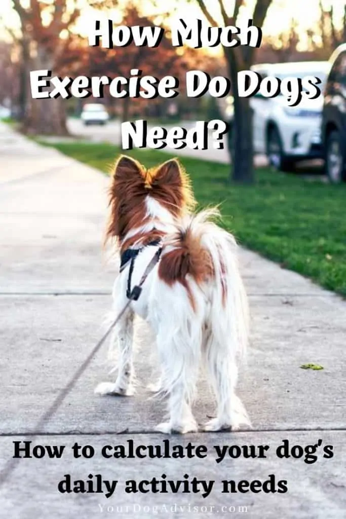 canva image how much exercise do dogs need