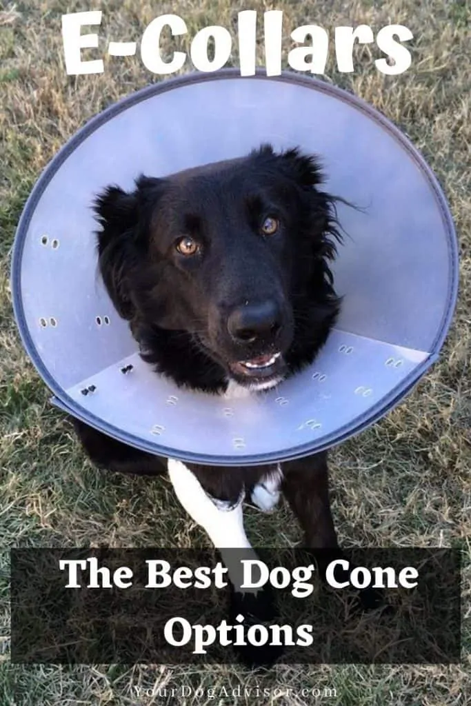 dog cone