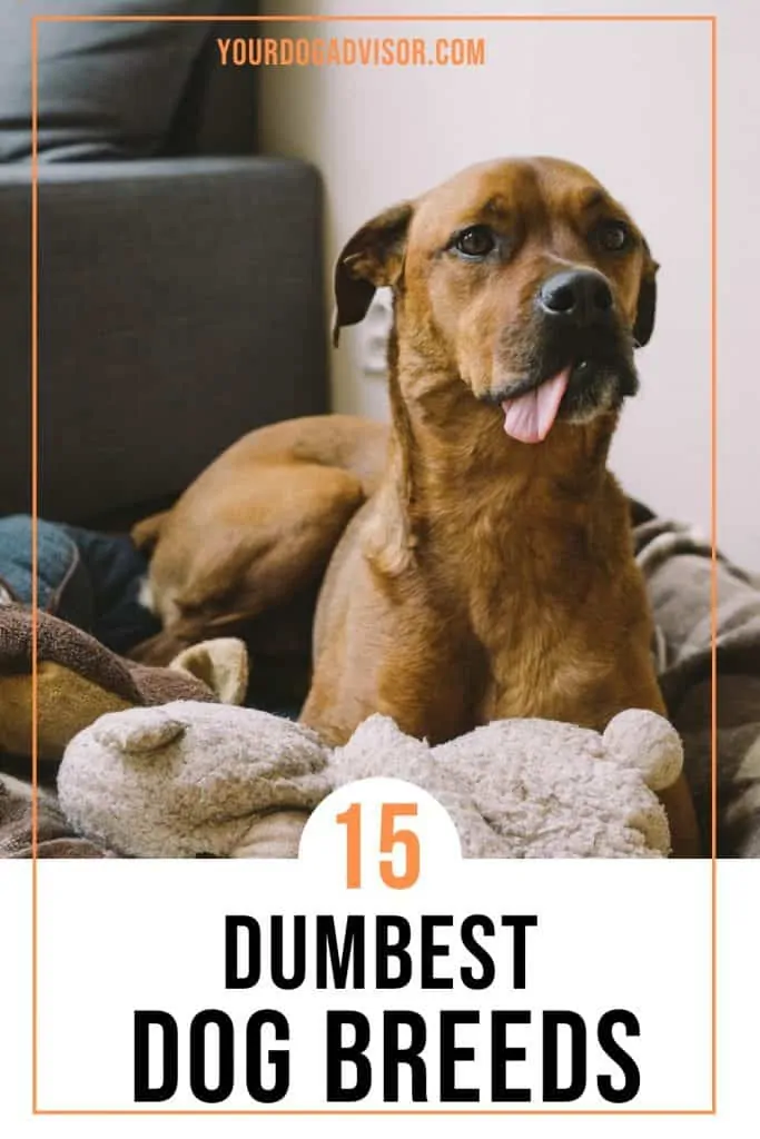 what are the dumbest dog breeds