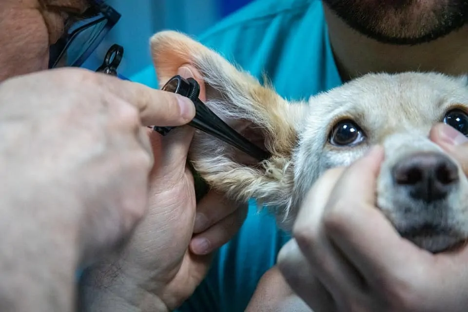 pic 2 dog getting ear exam