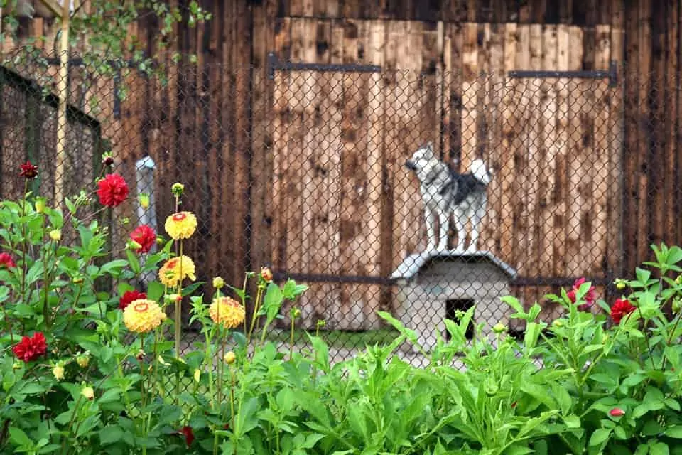 pic 3 dog behind fence