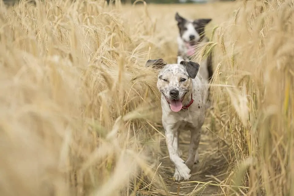 pic 4 happy dogs in field