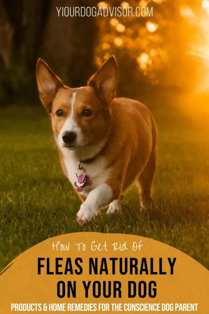 How To Get Rid of fleas naturally 1