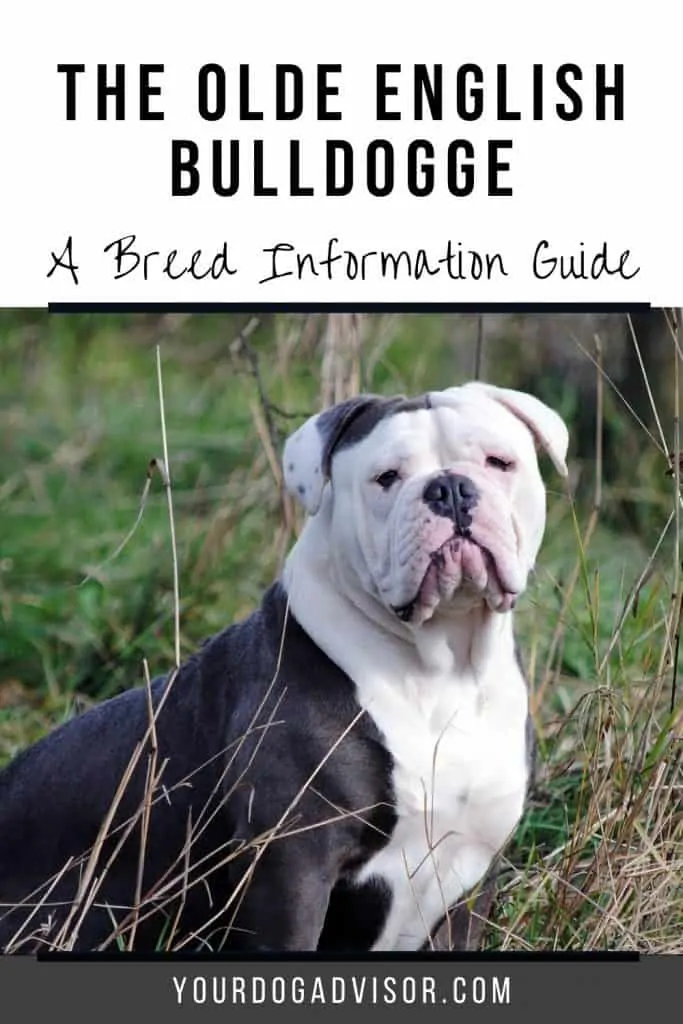 Olde English Bulldogge 2