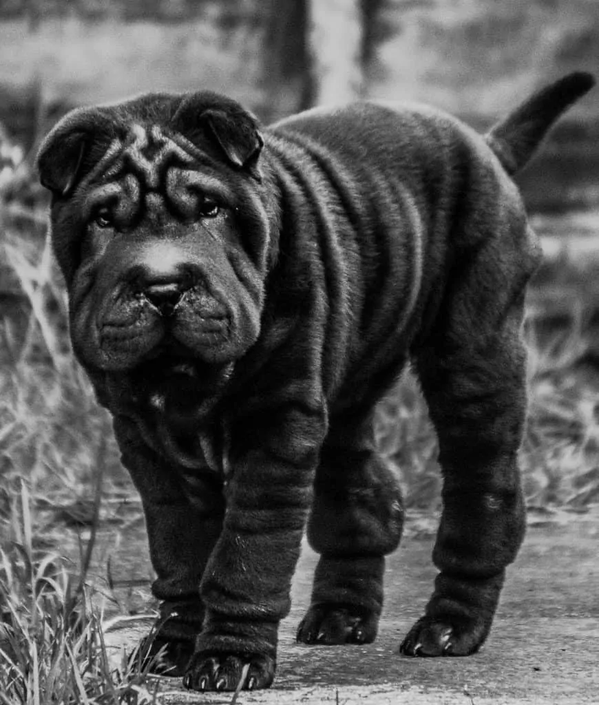 Pic 1 a black and white picture of a shar pei