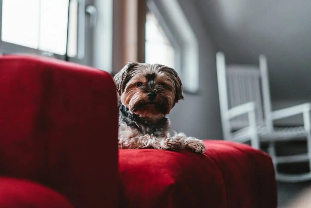 black bichon frise shih tzu mix