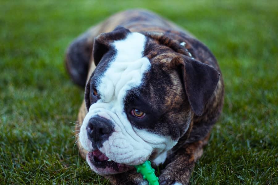 Pic 1 a brown and white Olde English Bulldogge chewing on a toy