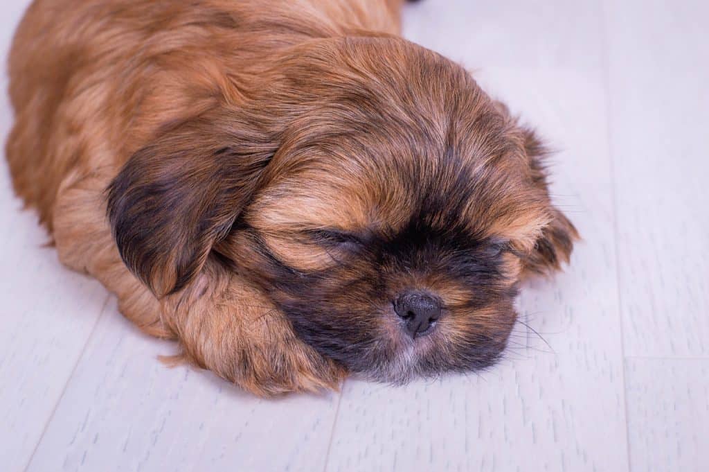 Pic 1 a shorkie puppy sleeping