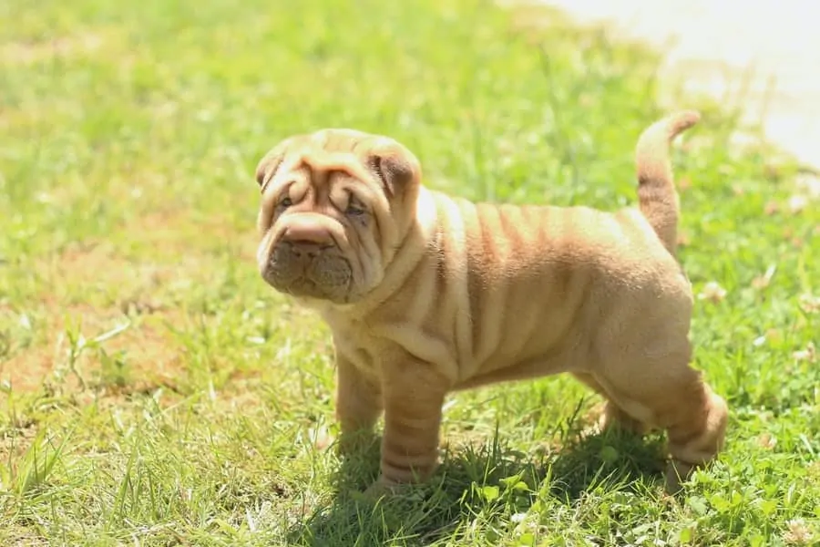 Pic 10 a shar pei puppy in grass