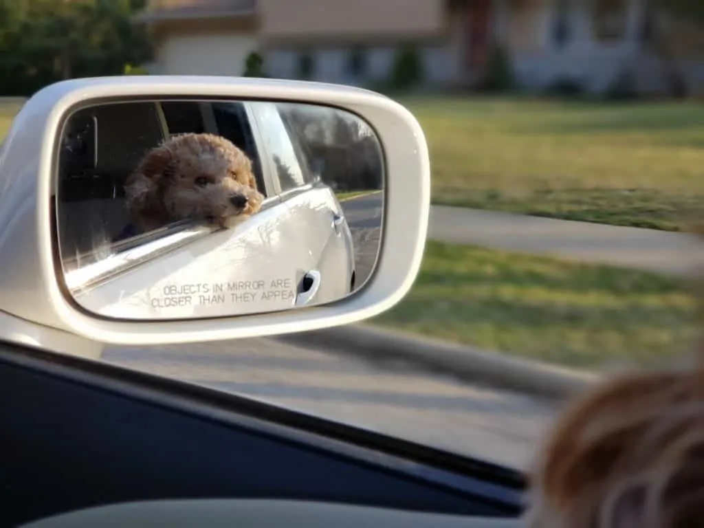 Pic 10 a shichon in a rearview mirror