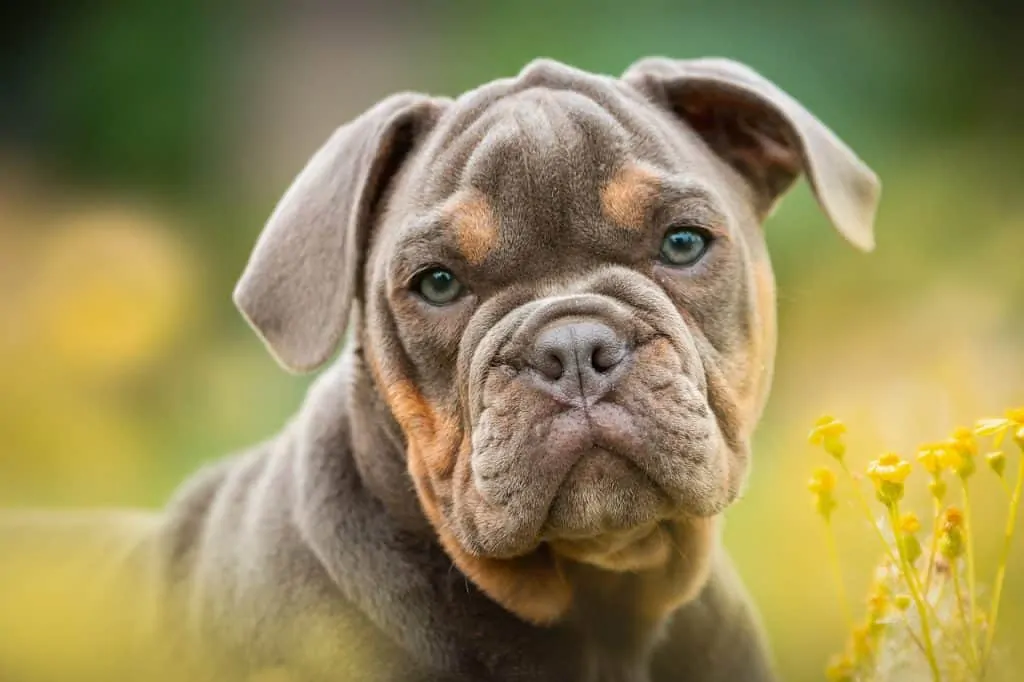 Pic 10 an Olde English Bulldogge puppy with blue eyes