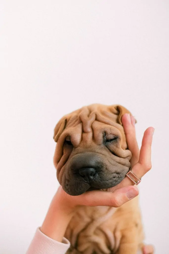 Pic 11 a Shar Pei getting a cuddle