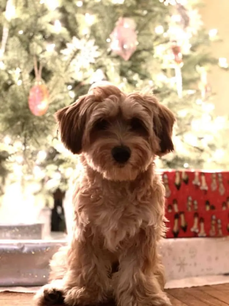 Pic 11 a shichon in front o f a christmas tree