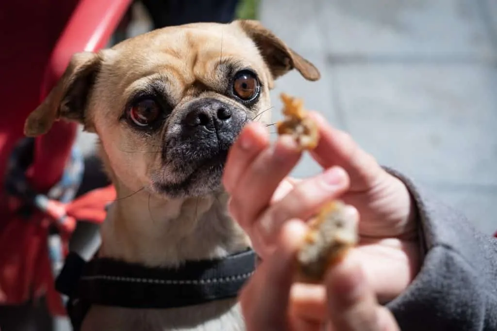 Pic 12 a Chug looking at a treat in his owners hand