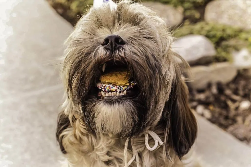 Pic 12 a Shorkie eating a treat