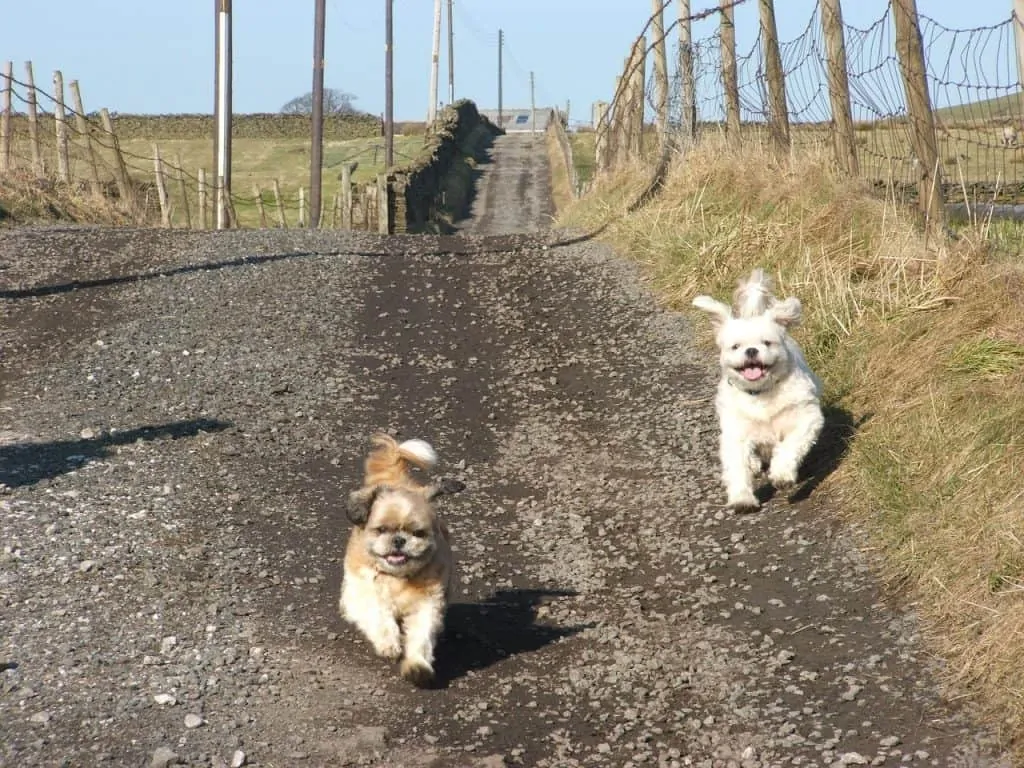 Pic 13 two Shichons running