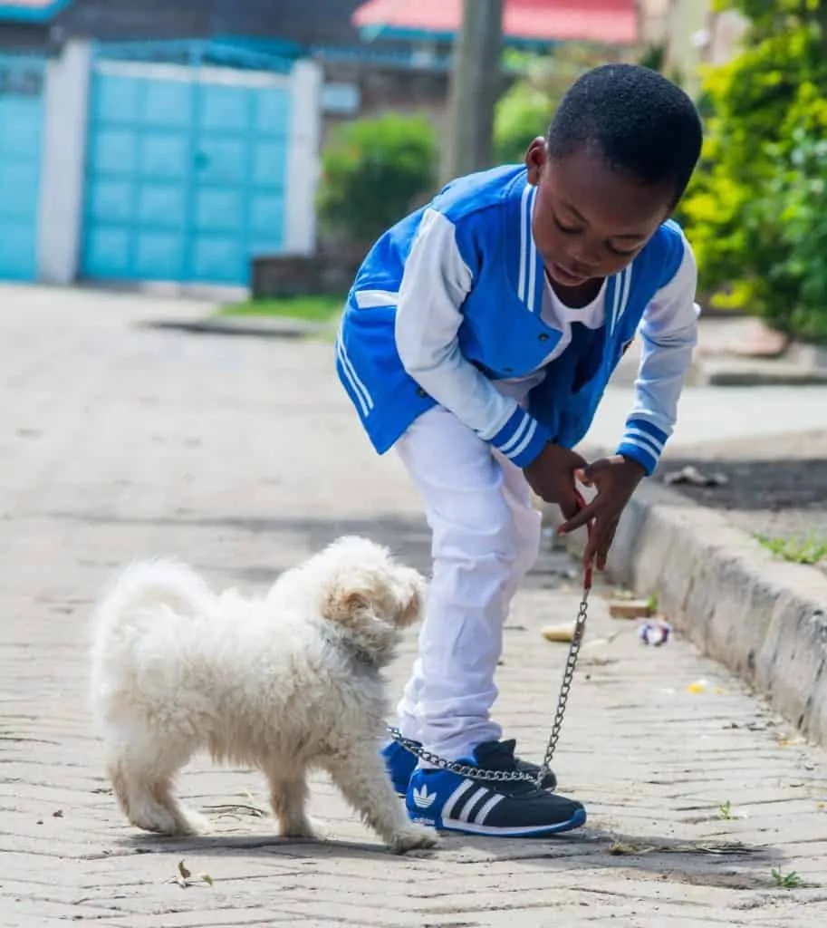 Pic 14 a shichon with a child