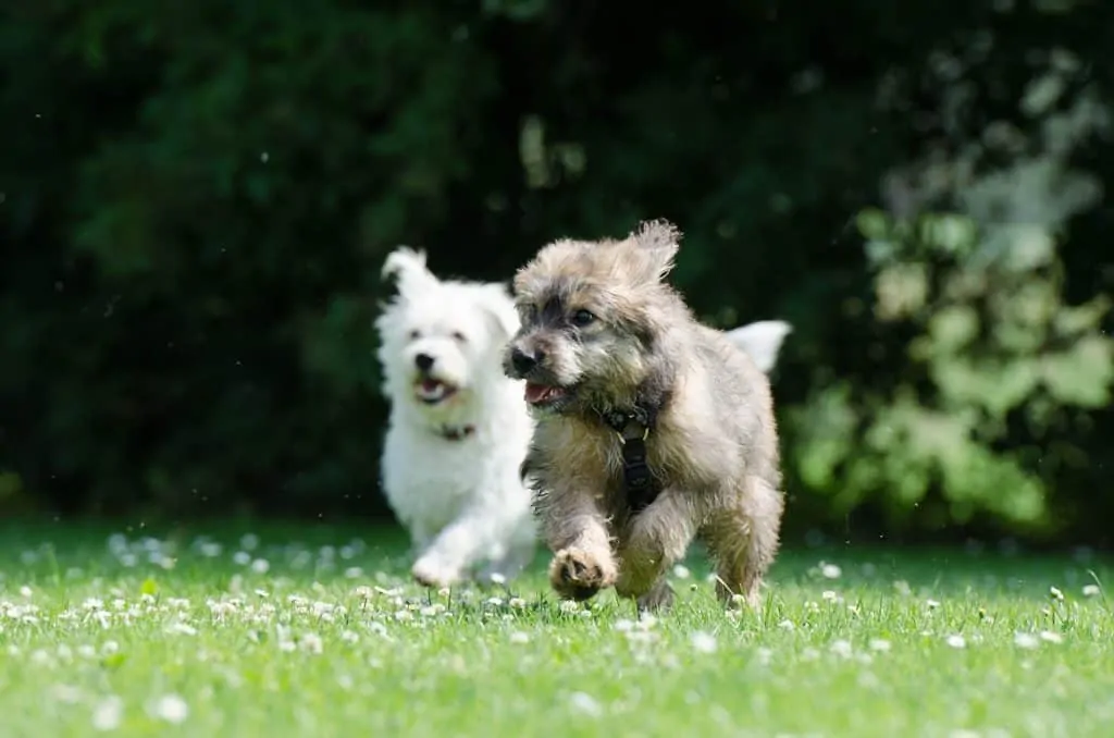 Pic 14 two dogs running