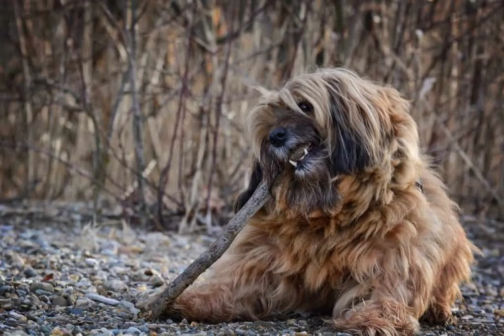 Pic 15 a Shorkie chewing a stick