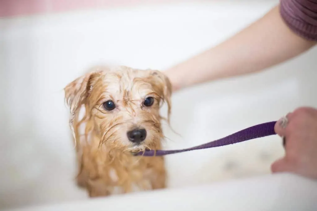 Pic 15 a brown Shichon in a bath