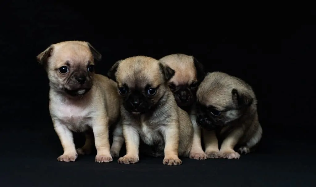 15 Things You Should Know Before Getting A Chug Dog A Chihuahua Pug 