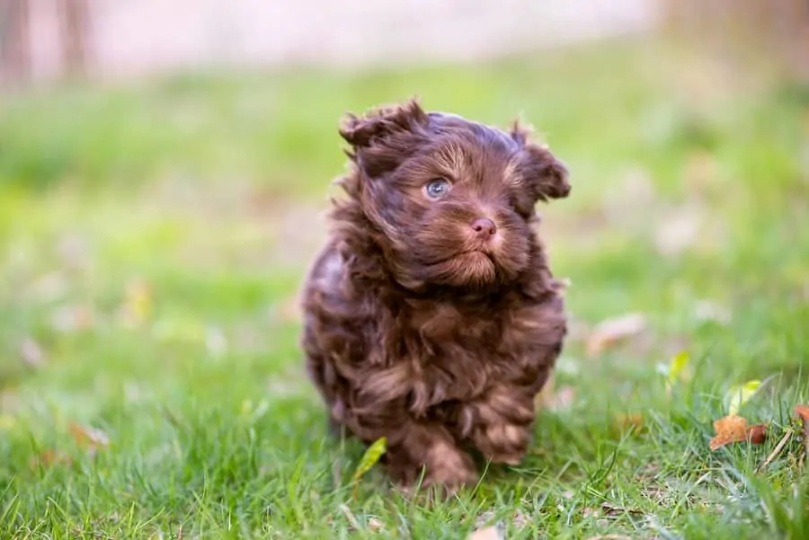 Pic 16 a brown Shichon puppy