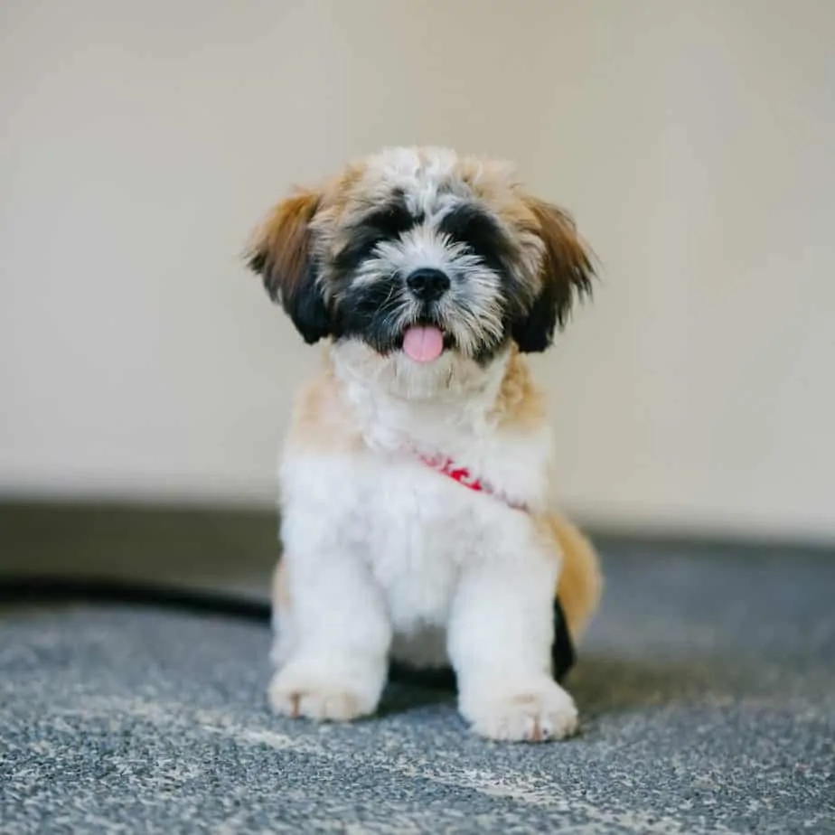 Pic 17 a brown and white shichon