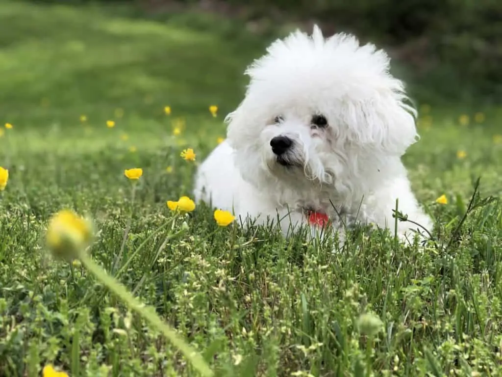 Pic 2 a Bichon Frise in yellow flowers