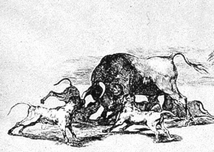 Pic 2 a historical image of an extinct bulldog breed with a bull