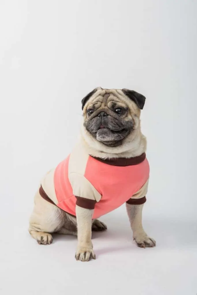 Pic 2 a pug in a shirt