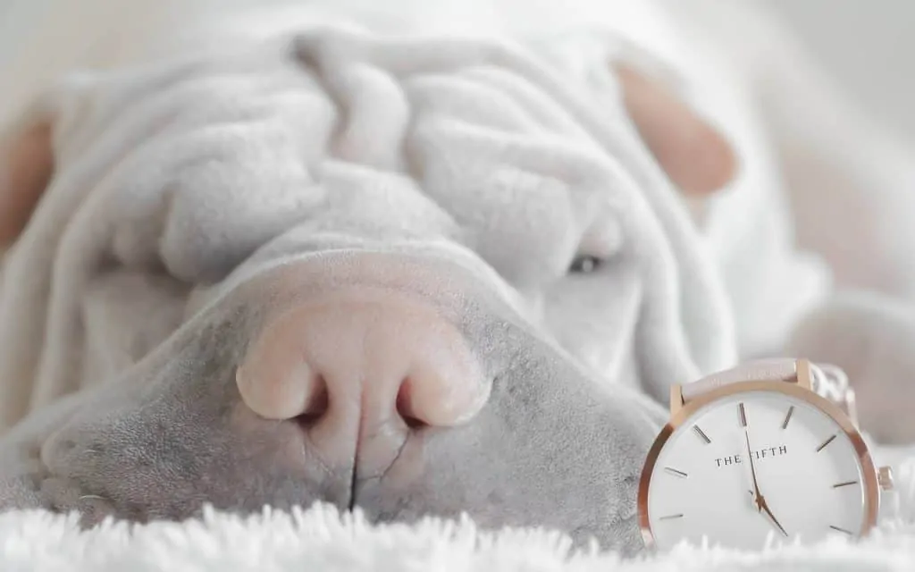 Pic 2 a white shar pei next to a watch