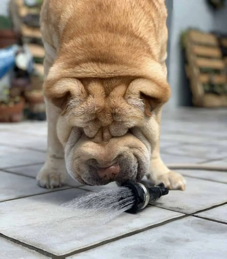 Pic 3 a Shar Pei Playing with a hose