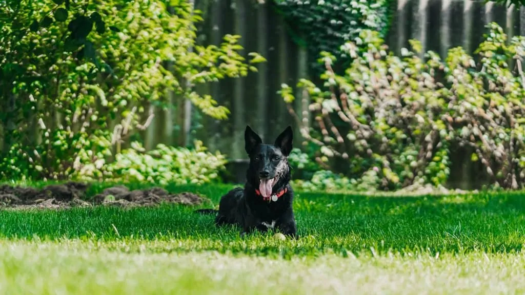 Pic 3 a black german shepherd in his yard