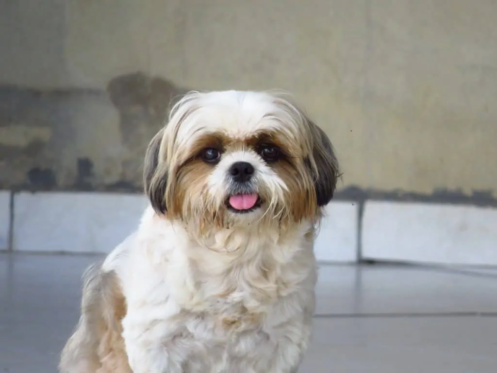 Pic 3 a shih tzu sits near a wall