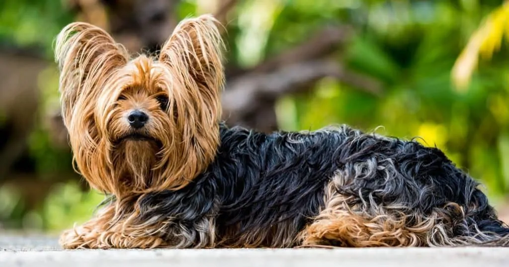 Pic 3 a yorkshire terrier