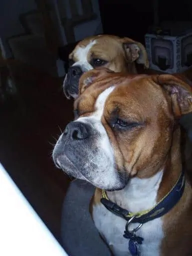 Pic 3 two olde english bulldogges