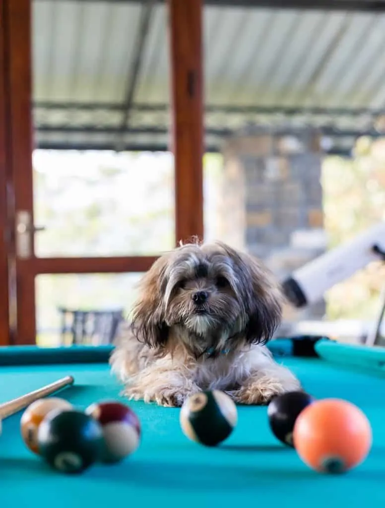 Pic 4 a Shorkie on a pool table