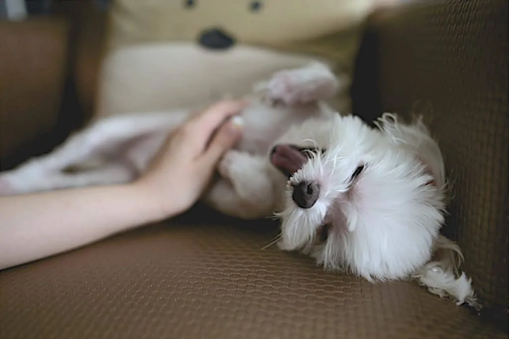 Pic 4 a white shichon getting a belly rub