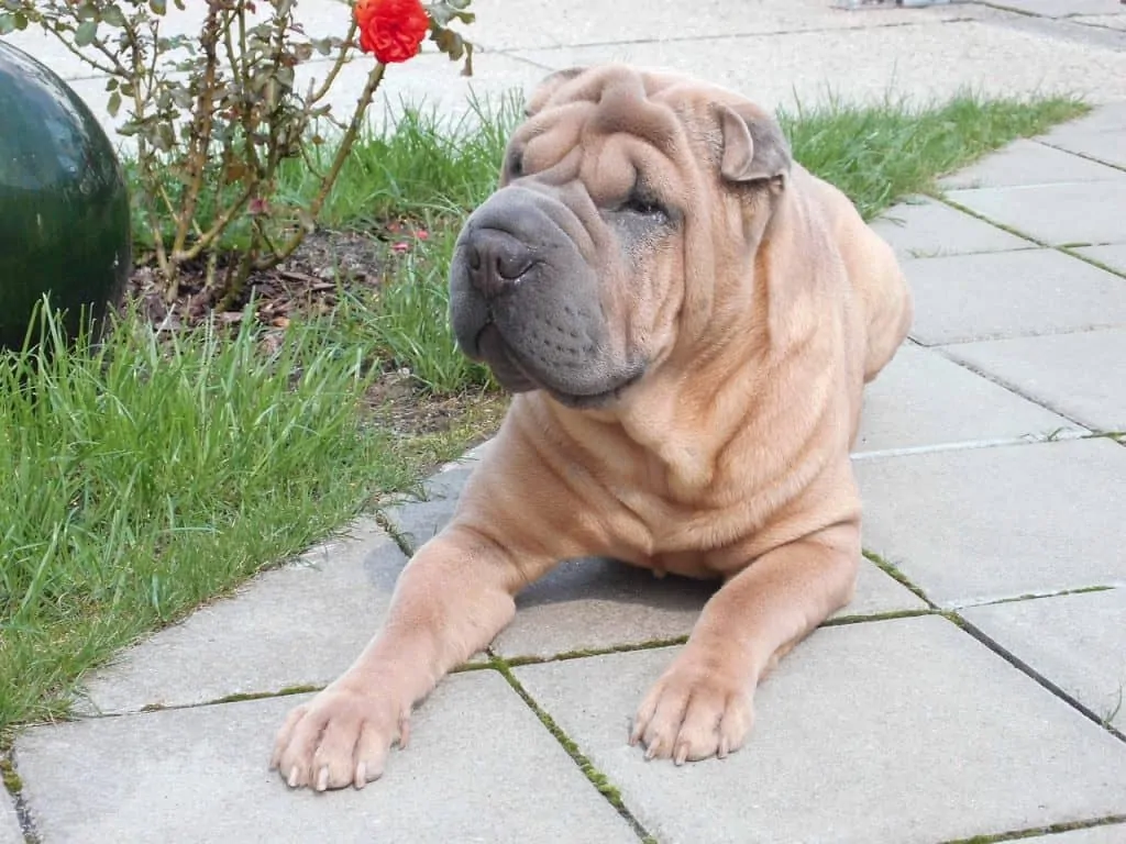 Pic 4 an adult shar pei laying by a rose bush