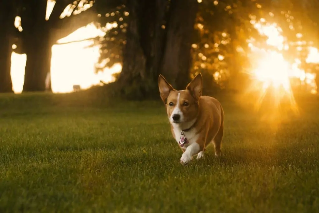 Pic 5 a corgi running in a sunset