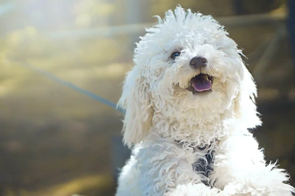 Pic 5 a curly haired sichon with a blue leash