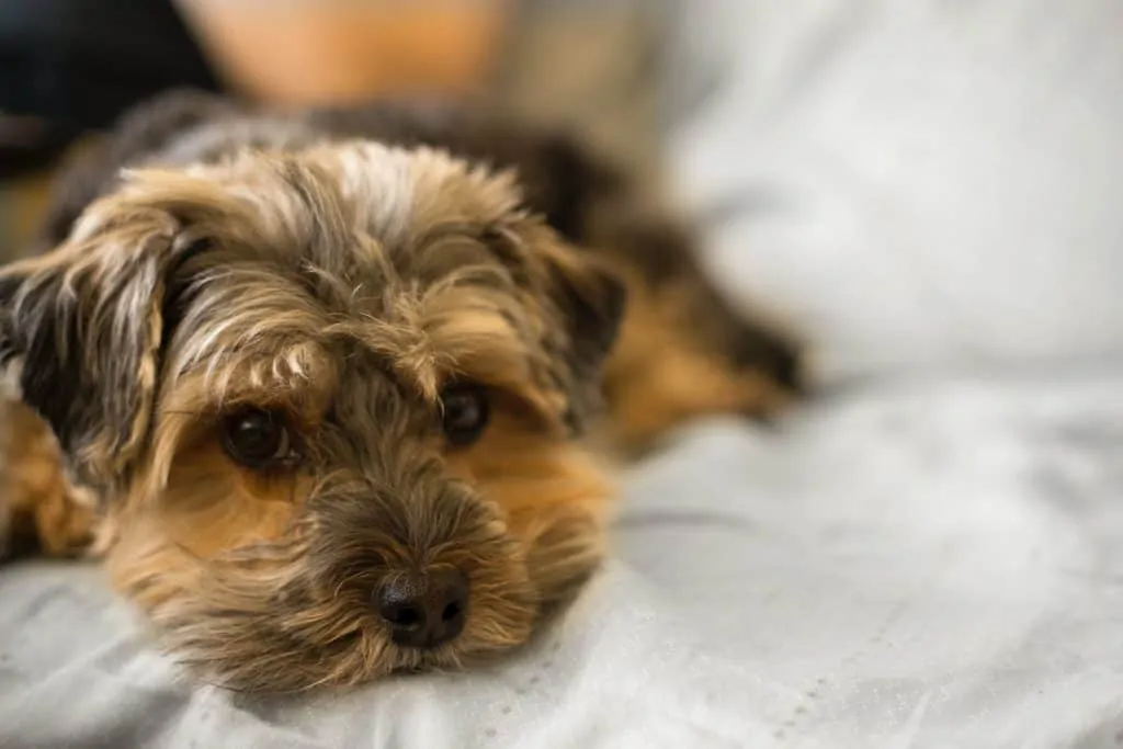 Pic 6 a close up of a Shorkie