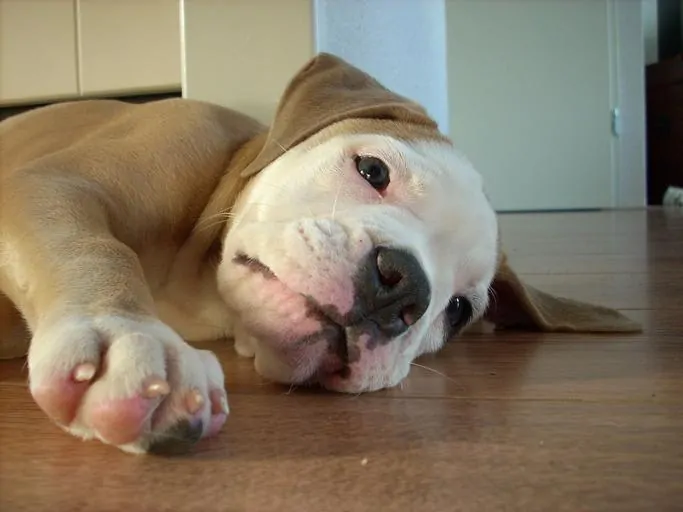 Pic 6 an Olde English Bulldogge puppy laying down