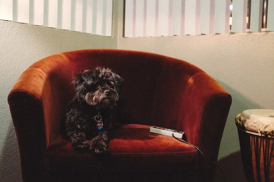 Pic 8 a black Shorkie on a red couch